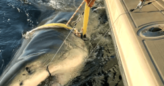 Atlantic Coast Ocearch North Carolina Coast Sharks Contender's