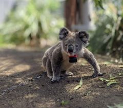 Koalas Ground Trees Tree Sparkes Gps