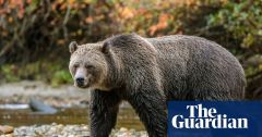 Bear Texada Island Conservation Nations Residents West Coast