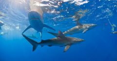 Sharks Cocaine Cbs News Study Blood Substances