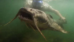 Fish Species Golden Mahseer Un Freshwater Convention