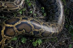 Hunters Snakes Kogo Python Palm Beach Animals