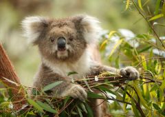 Population Koalas Species Populations Research Bottleneck