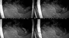 Wolf Den Fox Wolf Pup Foxes Researchers