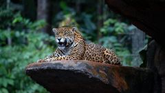 Jaguars Jaguar Conservation Populations Earthtalk Iucn Red