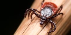 Ticks Species Fox News Digital Disease Binghamton University Regions