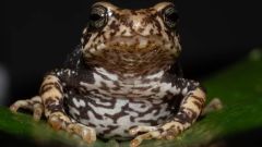 Species Toads Study Eastern Arc N Viviparus Nectophrynoides