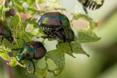 Beetles Japanese Beetles Plants Potter Soil Grubs