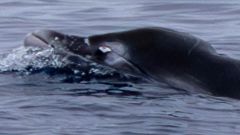 Species Whale Beaked Whales Whales Ginkgo Southern California