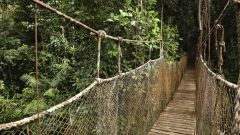 Animals Bridges Canopy Walkways Research Forest