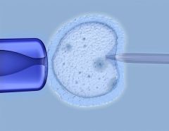 Embryos Loke Centre Cells Research Abnormalities Francis Crick Institute