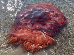 Jellyfish Gloucester Mane Lion's Officials Lion's Mane Jellyfish