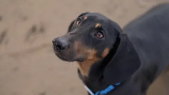 Dogs Gough's Cave Dog Years Age Jawbone
