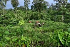 Forest Animals Study Forests Scientists Research