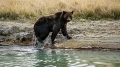 Grizzlies Bears State Wolves Reintroduction Animals