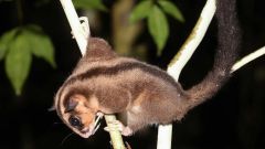 Species Glider Ring Tailed Ring Papuan Indonesia Possum