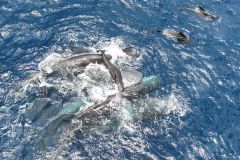 Whales Sperm Females Pilot Birth Whale