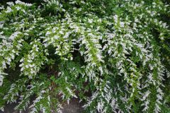Shrubs Plant Shrub Ilex Opaca Plants Evergreen