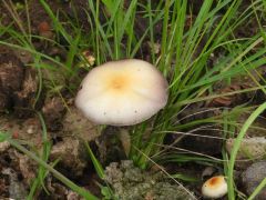 P Cubensis Cubensis Species Mushrooms P Dung