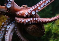 Arm Arms Octopuses Limb Males Octopus