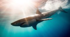  1497 1493 Shark Species Scientists Father