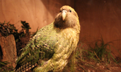 New Zealand Years Species Moa Eggshell Cave Canterbury Museum Million Years