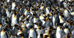 King Penguins Species Birds Study Changes Food