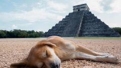Dogs Ruins Chichen Itza Chich Eacute N Itz Aacute Machu Picchu Great Wall