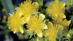 Feet Zones Drought Shrub Size Conditions