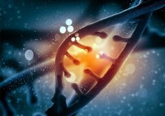 Humans Dna Neanderthals Denisovan Muc19 Denisovans