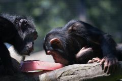 Sex Same Sex Behavior Species Relations Study