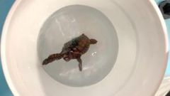 Field Magnetic Field North Carolina Map Hatchlings Turtles