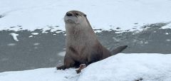 Zoo Louie North American River Otter Species Green Bay Ophelia Otter