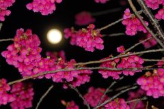 Deg Magnitude Moon Sky Sun Time