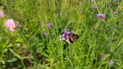 Species Pollen Bee Bees Protein Bee Species