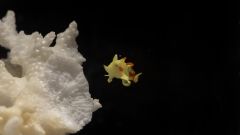 Frogfish Warty Richards Species Fish Larvae
