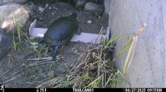 Maine Department Turtle Wildlife Turtles State Inland Fisheries