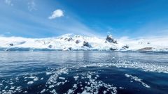 Sharks Shark Uwa Deep Southern Ocean Sea Research Centre Antarctica