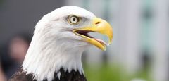 Northwestern Missouri Refuge Eagles Wildlife Record Bald Eagles