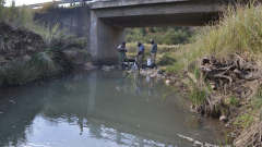 Species Maluti Redfin Minnow Fish Umzimkhulu Redfin Minnow Study Umzimkhulu River