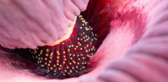 Corpse Bloom Flowers Plant Compounds Plants