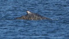 Whale Way Rescuers Animal Sea Coast