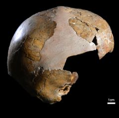 Neanderthals Years Homo Skhul Cave Prof Hershkovitz Tel Aviv University