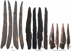 Tools Liu Homo Years Species Lake Fuxian