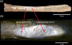 Bone People Evidence Australia Years Cave Wall