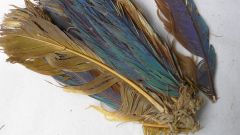 Feathers Pachacamac Birds Study Andes Science