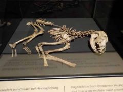 Dog Archaeologists Dagger Part Lake Bone