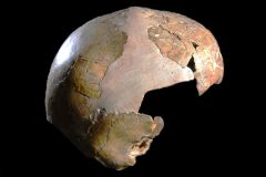 Homo Skull Child Hybrid Neanderthals Malass Eacute 