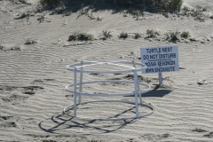 Sea Turtles Sea Turtles Waterbirds Florida Shorebird Alliance Kemp's Ridley Sea Turtles