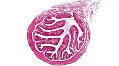 B Breve Gut Placenta Pregnancy Mice Bifidobacterium Breve